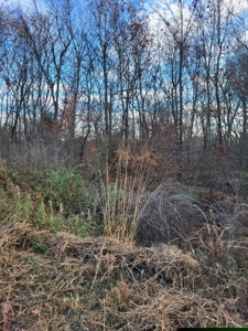 7 acres more or less County acreage for sale - image 3