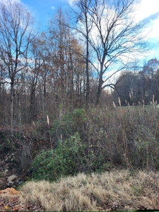 7 acres more or less County acreage for sale - image 2