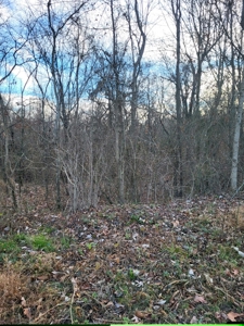 7 acres more or less County acreage for sale - image 4