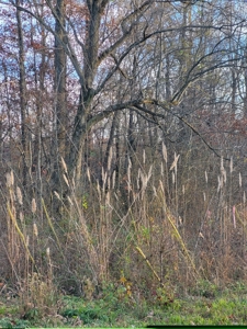 7 acres more or less County acreage for sale - image 5