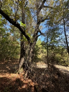 3.6 Acre Lot No Restrictions - image 18