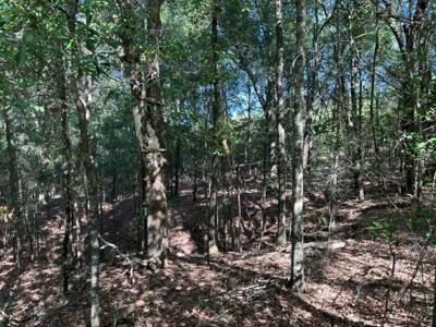 3.6 Acre Lot No Restrictions - image 4