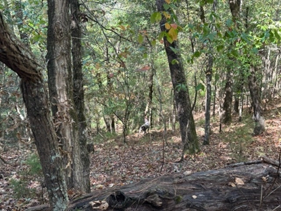 3.6 Acre Lot No Restrictions - image 23
