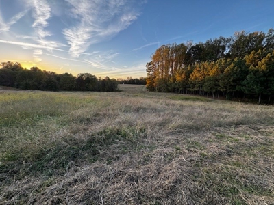 202 Acres of Serenity: Timber, Pond, and Prime Farmland - image 10