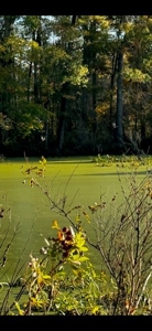 202 Acres of Serenity: Timber, Pond, and Prime Farmland - image 6