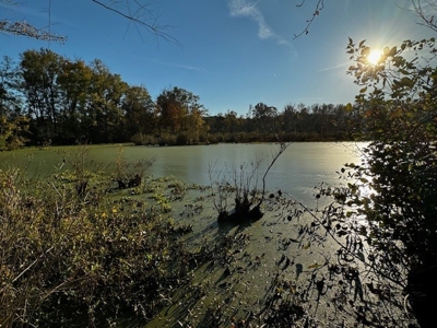 202 Acres of Serenity: Timber, Pond, and Prime Farmland - image 28