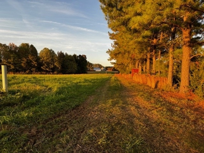 202 Acres of Serenity: Timber, Pond, and Prime Farmland - image 11