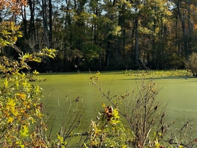 202 Acres of Serenity: Timber, Pond, and Prime Farmland - image 36