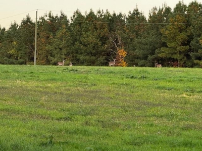 202 Acres of Serenity: Timber, Pond, and Prime Farmland - image 41