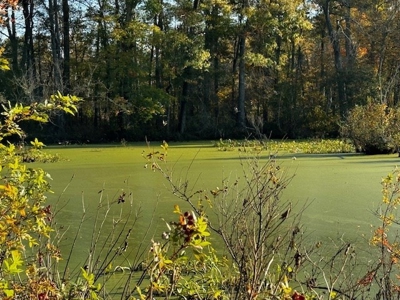 202 Acres of Serenity: Timber, Pond, and Prime Farmland - image 27