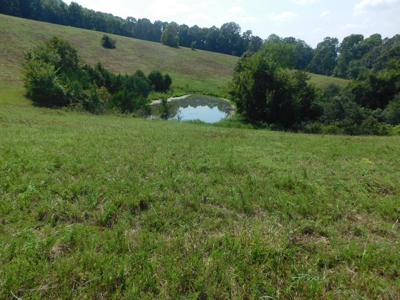 Newton County Pasture Hunting Land 361 Acres For Sale - image 11