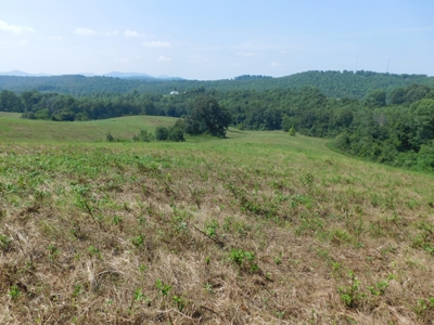 Newton County Pasture Hunting Land 361 Acres For Sale - image 14