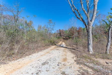 SOLD! TN Timber Land Wayne Co TN 255 Acres 2 CAVES! - image 2