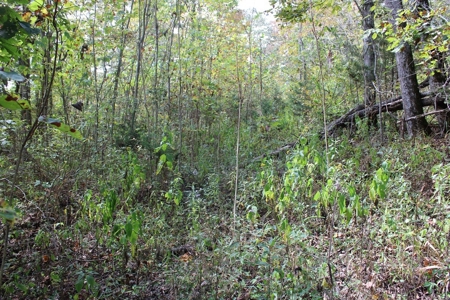 Accepted Offer in Monticello, Kentucky - image 16