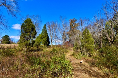 Paradise Bordering Hoosier National & Little Blue River - image 30