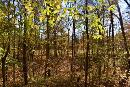 Paradise Bordering Hoosier National & Little Blue River - image 36
