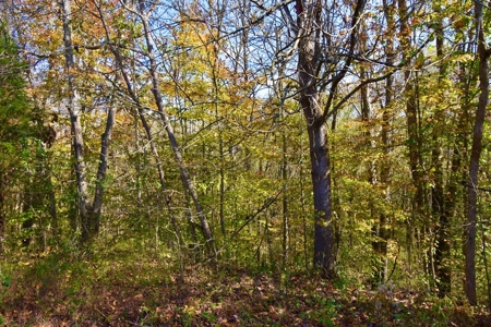 Paradise Bordering Hoosier National & Little Blue River - image 42