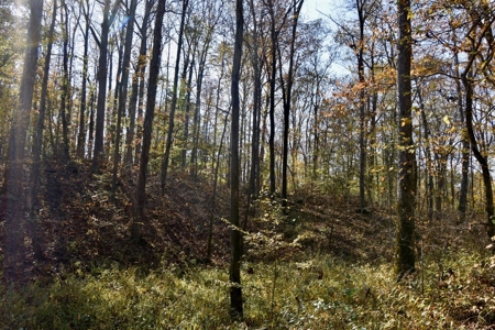 Paradise Bordering Hoosier National & Little Blue River - image 47