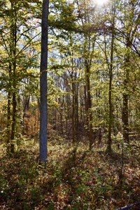 Paradise Bordering Hoosier National & Little Blue River - image 46