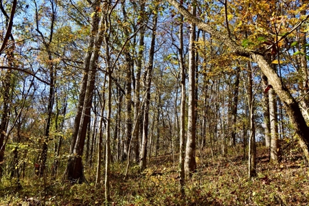 Paradise Bordering Hoosier National & Little Blue River - image 27