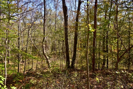 Paradise Bordering Hoosier National & Little Blue River - image 40