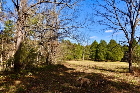 Paradise Bordering Hoosier National & Little Blue River - image 29