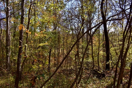 Paradise Bordering Hoosier National & Little Blue River - image 34