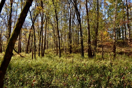 Paradise Bordering Hoosier National & Little Blue River - image 26