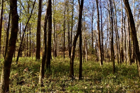 Paradise Bordering Hoosier National & Little Blue River - image 25