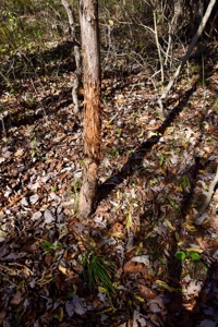 Paradise Bordering Hoosier National & Little Blue River - image 33