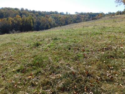 Farm Pasture Land With Springs, Marion County, Ar For Sale - image 1