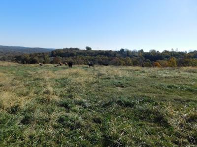 Farm Pasture Land With Springs, Marion County, Ar For Sale - image 4