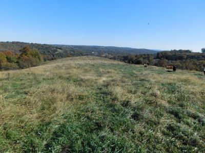 Farm Pasture Land With Springs, Marion County, Ar For Sale - image 3