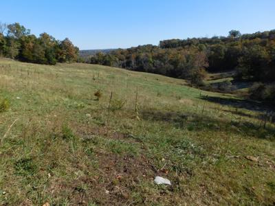 Farm Pasture Land With Springs, Marion County, Ar For Sale - image 5