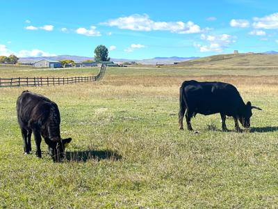 Luxury Home on 20 Acre Horse Property in Montana - image 5