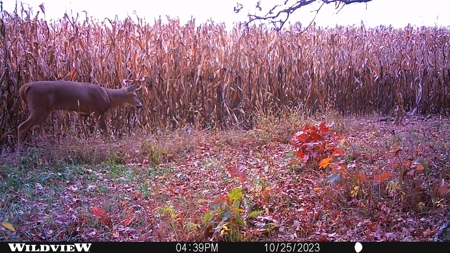 122 +/- Acres Outdoor Paradise in Waushara County WI - image 9