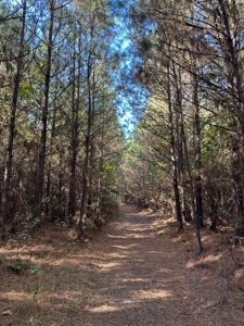 Hermitage, AR - Hwy 160 - Land for sale! - image 2