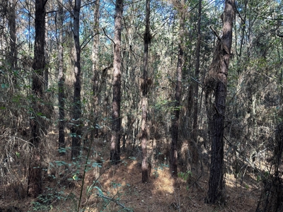 Hermitage, AR - Hwy 160 - Land for sale! - image 3