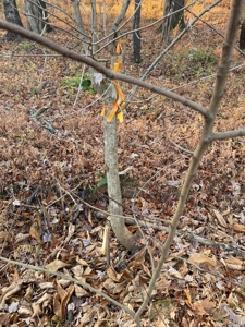 Lot with Lake Access for Sale in Union Hall VA - image 9