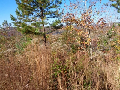 5.82 Acres for sale with Lakeview in Roane County, TN - image 17
