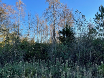 Southern Acreage In Virginia - image 6