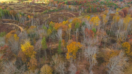 Offering #3 Large Farm Tract for Sale at Auction in Floyd VA - image 2