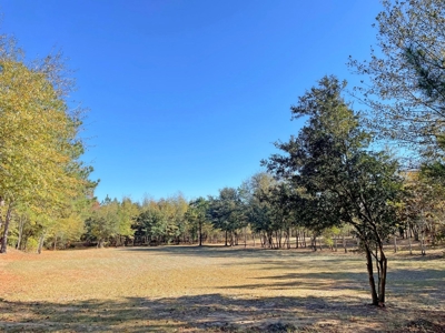 Country Home, 39+ Acres, Trees, Near State Park, Cheraw, SC - image 5