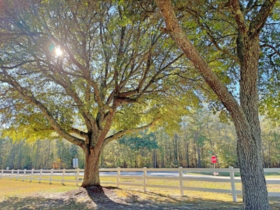 Country Home, 39+ Acres, Trees, Near State Park, Cheraw, SC - image 8