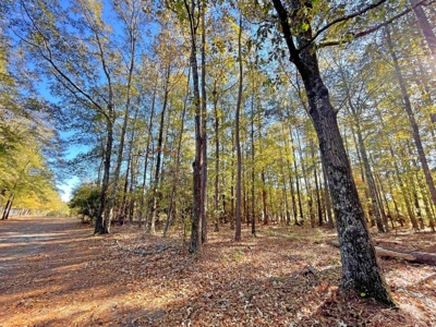Country Home, 39+ Acres, Trees, Near State Park, Cheraw, SC - image 2