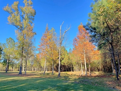 Country Home, 39+ Acres, Trees, Near State Park, Cheraw, SC - image 44