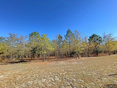 Country Home, 39+ Acres, Trees, Near State Park, Cheraw, SC - image 6