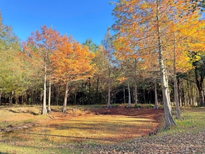Country Home, 39+ Acres, Trees, Near State Park, Cheraw, SC - image 41