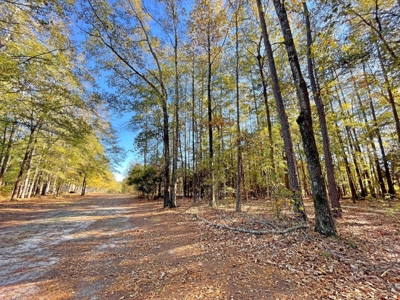 Country Home, 39+ Acres, Trees, Near State Park, Cheraw, SC - image 3