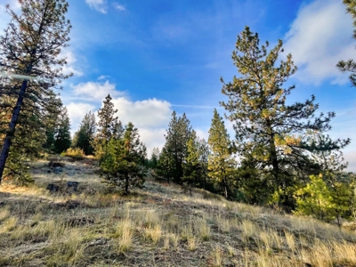 Well, Septic, driveway, building pad are in on 4.39 Ac! - image 41